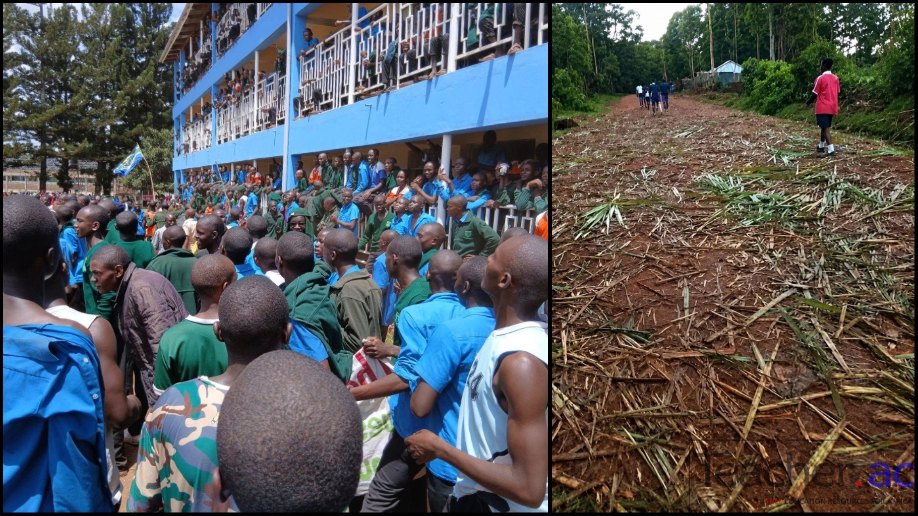 Tension in Bungoma: Chesamisi Boys Rampage, Destroy Sugarcane Farm After Zonal Games Defeat